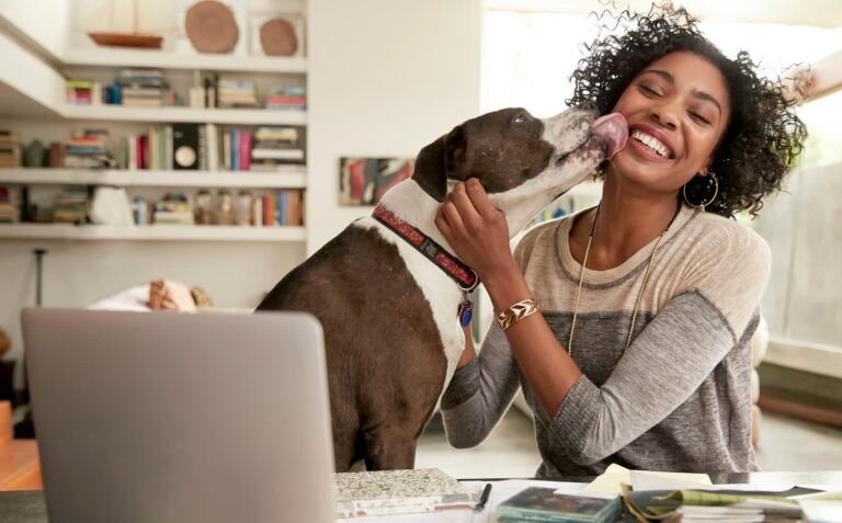 Pet5ardas Com: A Complete Guide to Features, Benefits, and User Experience